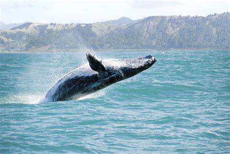 Maui Whale Watching Options For A Memorable Trip • Travel Tips