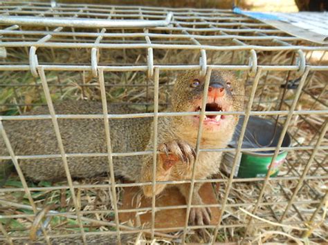 Hawaii Invasive Species Council | Mongoose