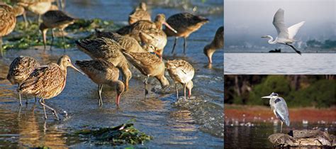 Birdwatching: Thousands of birds winter in Morro Bay - Paso Robles ...