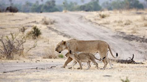 Ruaha National Park | River Ruaha | Tanzania wildlife Safaris Tours