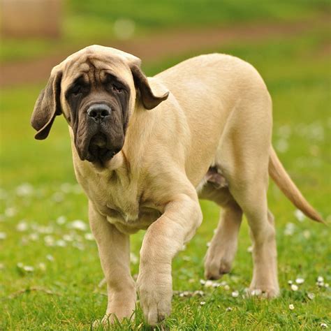 Full Grown English Mastiff