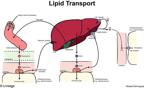 Apolipoproteins | USMLE Strike | 100% Best Guide