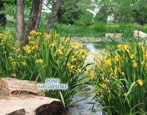 Yellow Iris Davidson Winter Hardy