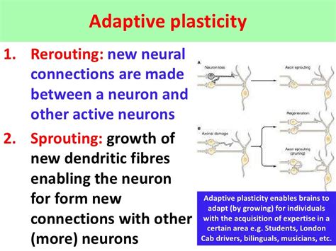 Plasticity of the brain - VCE U4 Psychology