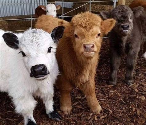 johnny's blog Baby Cows, Cute Cows, Farm Animals, Animals And Pets ...