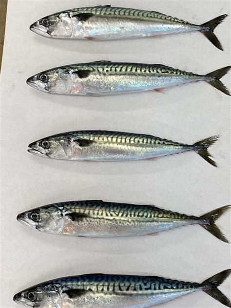 Atlantic Mackerel | Frozen & Live Bait For Sale | Can Am Bait