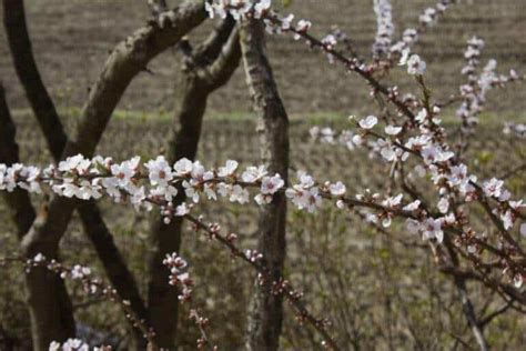 20 Different Types of Cherry Trees