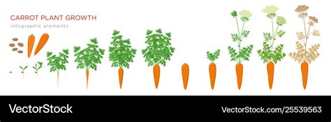 Carrot Plant Growth Stages Infographic Growing Process Of Carrot From ...