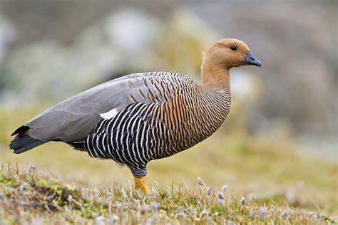 Antarctica & South America: A Day in the Falklands, Upland Geese