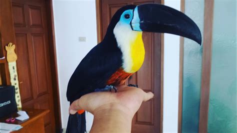 How baby toco toucan grows up. IG: @andy_hoo_brankass - YouTube