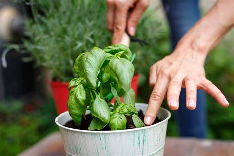 5 Compelling Reasons To Start Your Herb Garden NOW