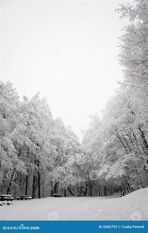 Snowy forest scene stock image. Image of winter, wood - 5085753