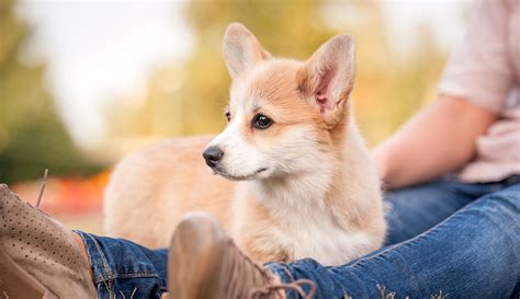 How to Train a Corgi: Corgi Puppy Training Timeline – American Kennel Club