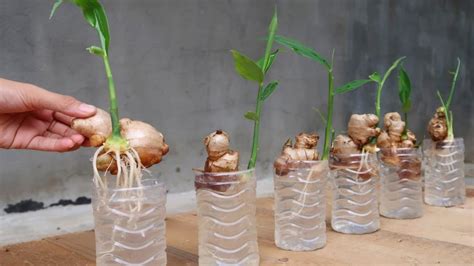 How to Grow Ginger in Water: A Beginner’s Guide - sharingideas.me