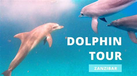 Dolphin Tour | Zanzibar, 2021 - YouTube