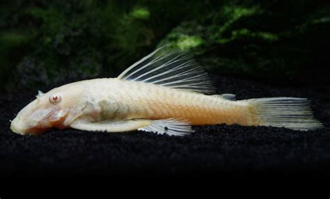 Albino Bristlenose Pleco (Ancistrus dolichopterus) - Aquatic Arts