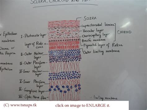 Histology Slides Database: histological diagram of sclera choroid and retina