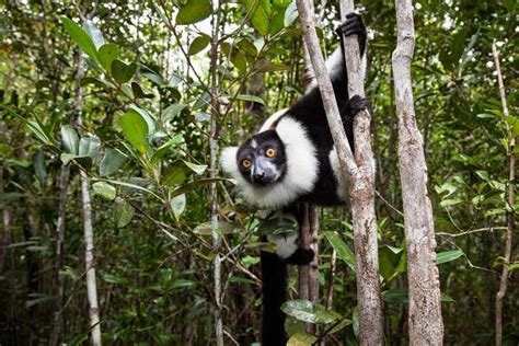 Lemur extinctions in Madagascar leave behind doomed orphan trees | New ...