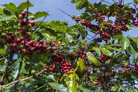 Ripe Coffee Beans on Highland Stock Photo - Image of king, ripe: 141795090