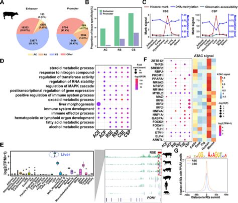 The dynamic of regulatory elements (REs) in the liver during ruminant... | Download Scientific ...