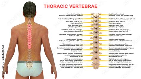 The thoracic spine has 12 nerve roots (T1 to T12) on each side of the spine that branch from the ...