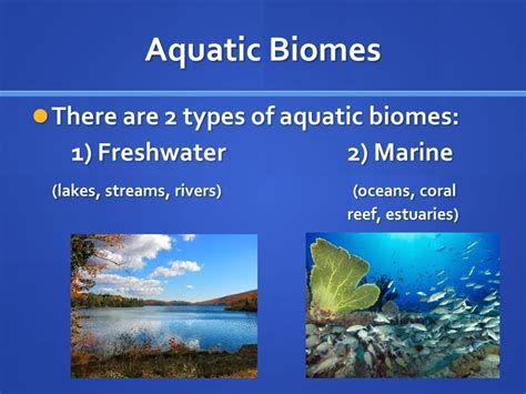 Science Aquatic Ecosystem/Biome Diagram | Quizlet