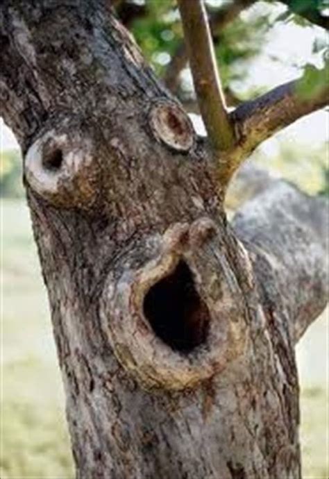 Pouting Face Tree Funny Image | Weird trees, Tree faces, Nature tree