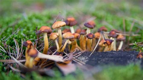 Psilocybin - THE RIDGEWOOD BLOG.