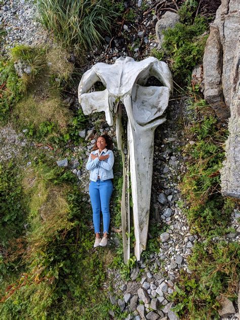 A whale skull with a human for scale. : r/interestingasfuck