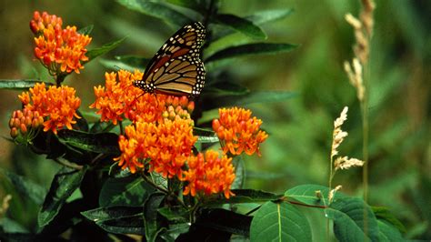 Butterfly Weed: 2017 Perennial Plant of the Year – Grow Beautifully