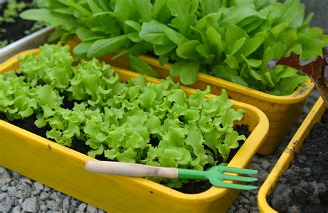 Growing Lettuce In Containers - Harvest to Table