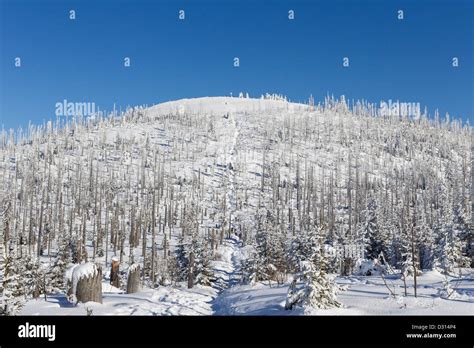 winter in bavarian forest, germany Stock Photo - Alamy