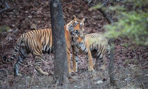 Pair of wild, mating Bengal tigers, Panthera tigris in its natural environment. Big tiger and ...