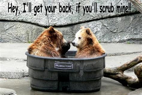 bear funny - Animal Humor Photo (19936989) - Fanpop