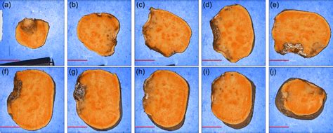 Necrotic tissue RGB cross-sectional images of SP 11 from batch 2.... | Download Scientific Diagram