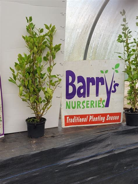 Griselinia Littoralis | Hedging Cork | Barrys Nurseries