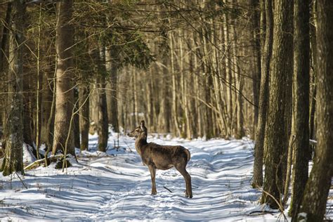 10 Reasons to visit Białowieża Forest – Tom Diserens