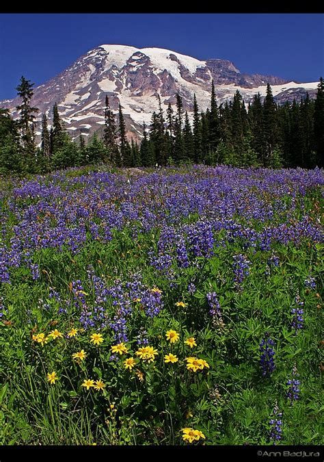 Mount Rainier Wildflowers | Mount rainier national park, Rainier national park, National parks