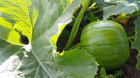 How Do Pumpkins Grow? - Canadian Food Focus