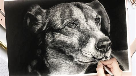 How To Draw A Realistic Dog Youtube - How to draw, realistic dog ...