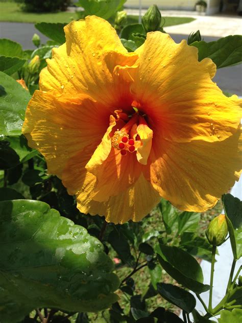 Yellow Hibiscus | Planting flowers, Plant leaves, Yellow leaves