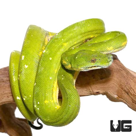 Adult Biak Green Tree Pythons (Morelia viridis) For Sale - Underground ...