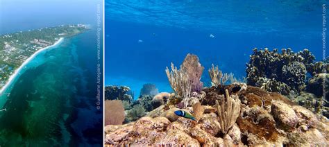 Snorkeling in Roatán | The best snorkeling spots in Roatán