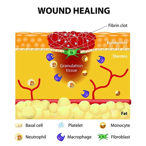 The Stages of Wound Healing Diagram | Quizlet