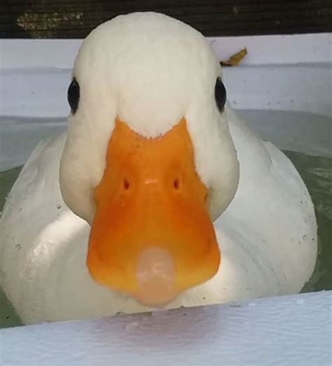 These 35 Pics Of Cute Ducks Might Make Your Day Better | Funny duck, Duck pictures, Funny animals