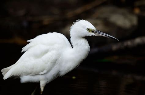 Ardeidae Index - Herons, Egrets, And Bitterns