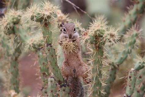 29/365/3681 (July 10, 2018) - Harris's Antelope Squirrels … | Flickr