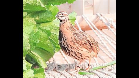 female quail sounds - YouTube