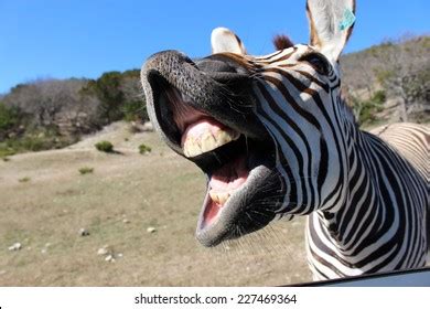 103,130 Laughing Animal Images, Stock Photos & Vectors | Shutterstock