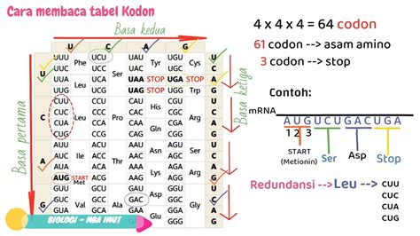 SUBSTANSI GENETIKA PART 2 (KODE GENETIK, STRUKTUR RIBOSOM) - YouTube